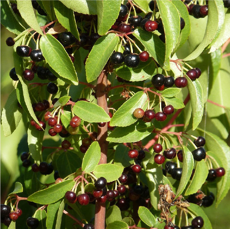 Maqui Berries en su rama